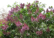 27th Apr 2022 - Lilac in the church garden.