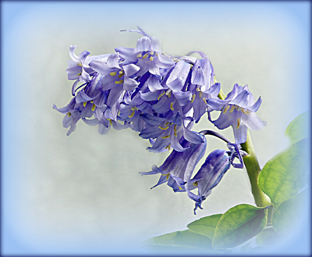 Bluebell.  by wendyfrost