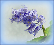 6th Apr 2022 - Bluebell. 