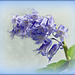 Bluebell.  by wendyfrost