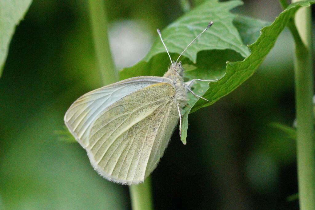 SMALL WHITE BUTTERFLY by markp