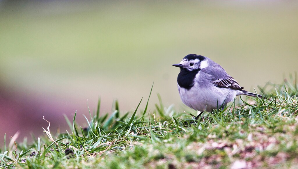Wagtail by okvalle