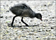 27th Apr 2022 - Young moorhen