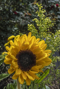 27th Apr 2022 - Sunflower with Asters