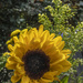 Sunflower with Asters by k9photo