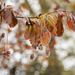The young beech leaves by haskar