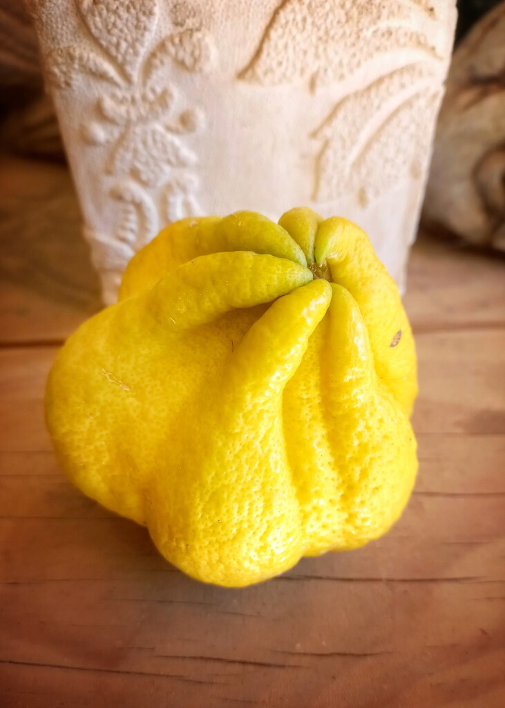 Interesting Lemon  by salza