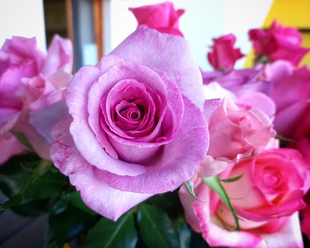 Purple Rose  by salza