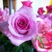 Purple Rose  by salza