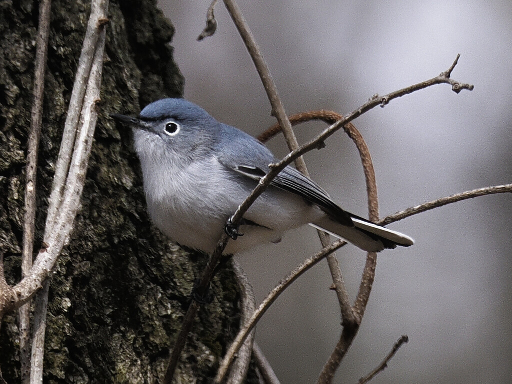 blue-gray gnatcatcher by rminer