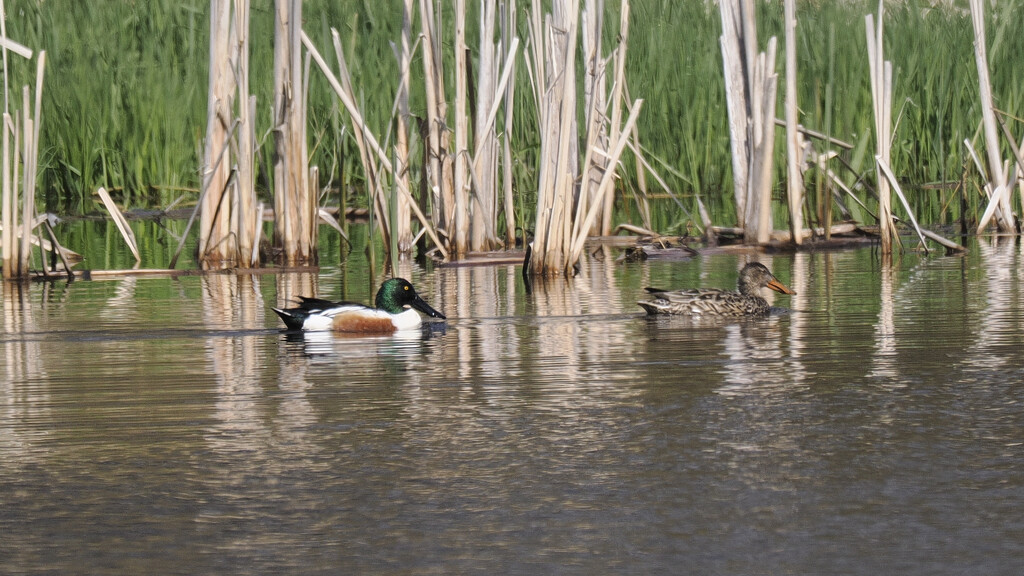 Northern shovelers by rminer