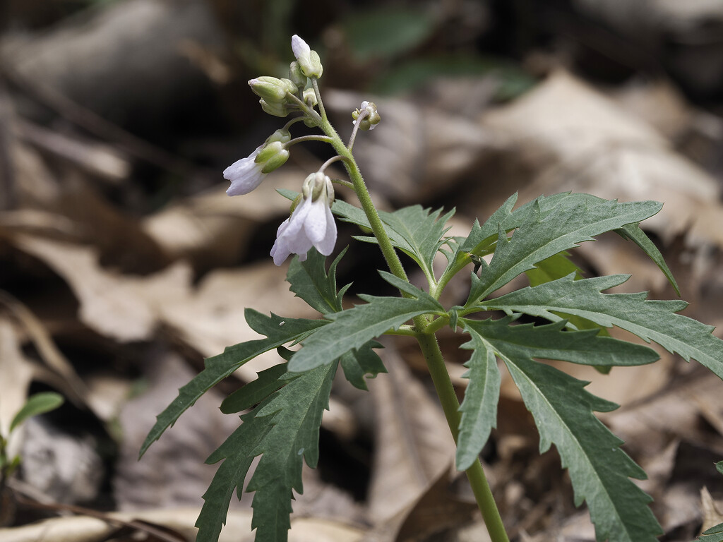 cut-leaved toothwort  by rminer
