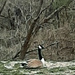Canada Goose by larrysphotos