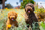 24th Mar 2022 - Puppies in Poppies