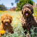 Puppies in Poppies by cjoye