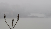 24th Mar 2022 - Foggy Day