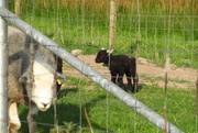 27th Apr 2022 - herdwick lamb