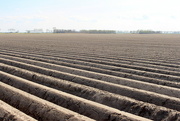 28th Apr 2022 - Potato field