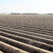 Potato field by pyrrhula