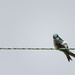 Tree Swallow Preening  by jgpittenger