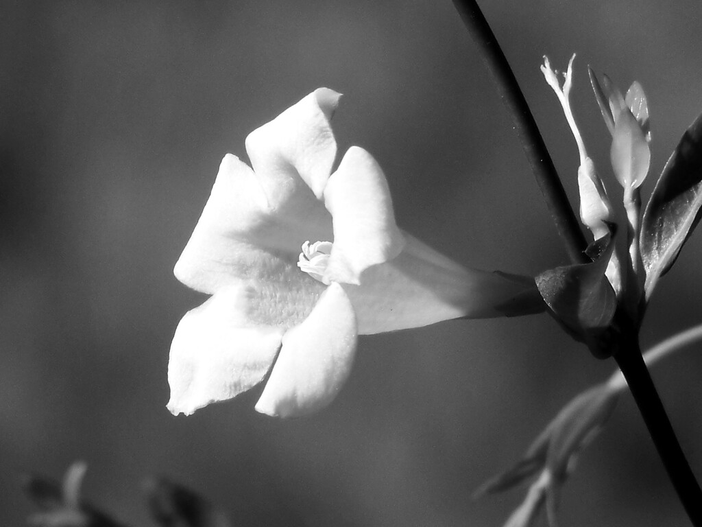 The last Carolina Jasmine blossom of spring. by marlboromaam