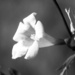 The last Carolina Jasmine blossom of spring. by marlboromaam