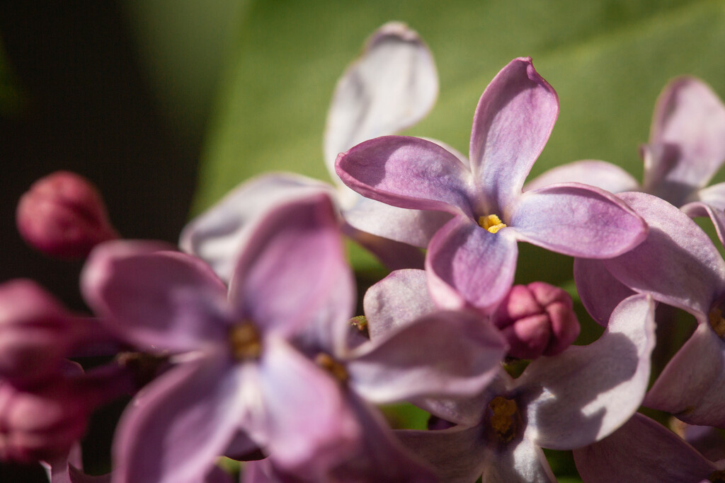 Surprise Lilacs by tina_mac