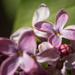 Surprise Lilacs by tina_mac