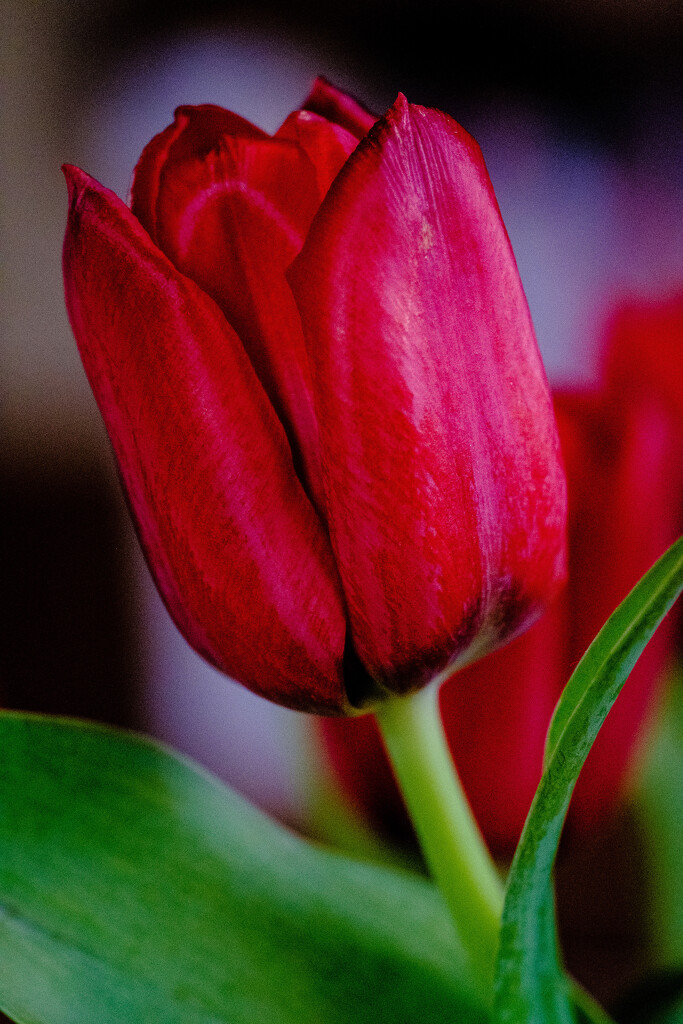 Tulip by tosee