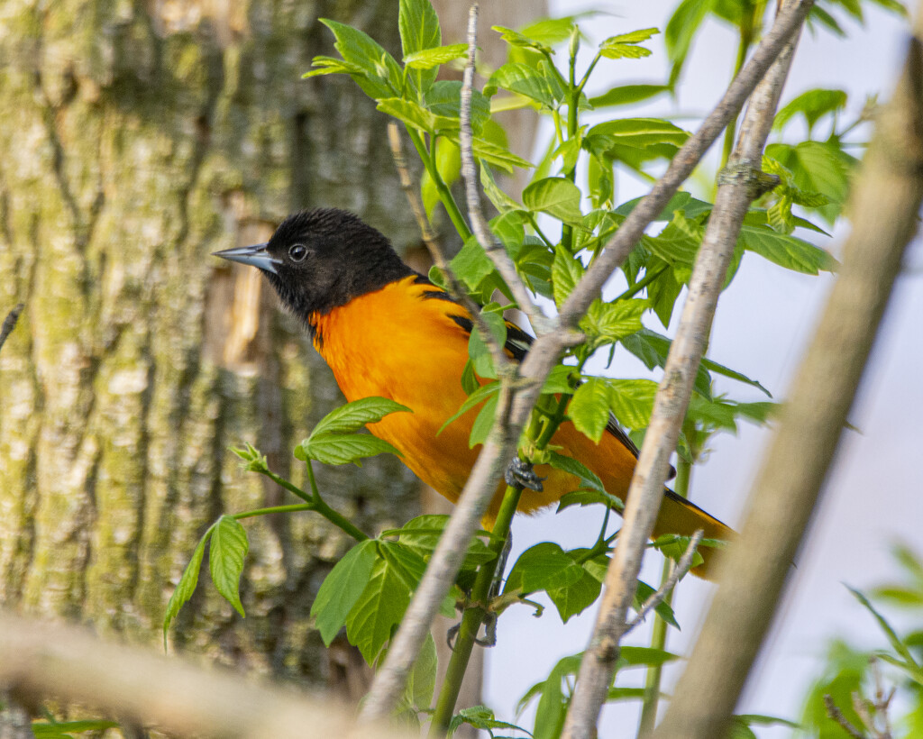 Another View of the Oriole by cwbill
