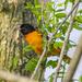 Another View of the Oriole by cwbill