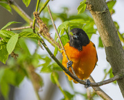 27th Apr 2022 - Baltimore Oriole With Caterpillar