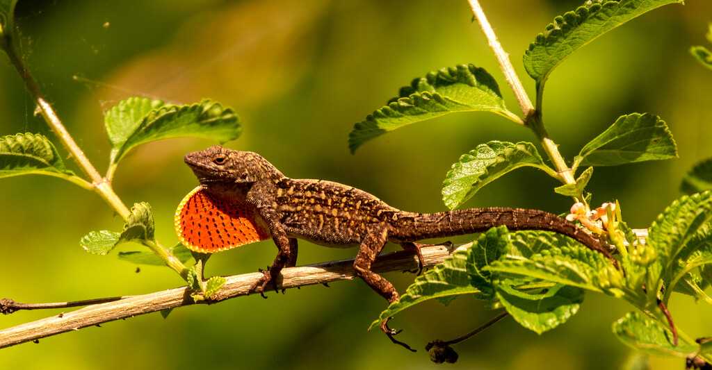 The Anole Lizard Showing Off It's Dewlap! by rickster549