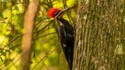 27th Apr 2022 - The Pileated Jumped Right Up in Front of Me!