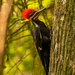 The Pileated Jumped Right Up in Front of Me! by rickster549