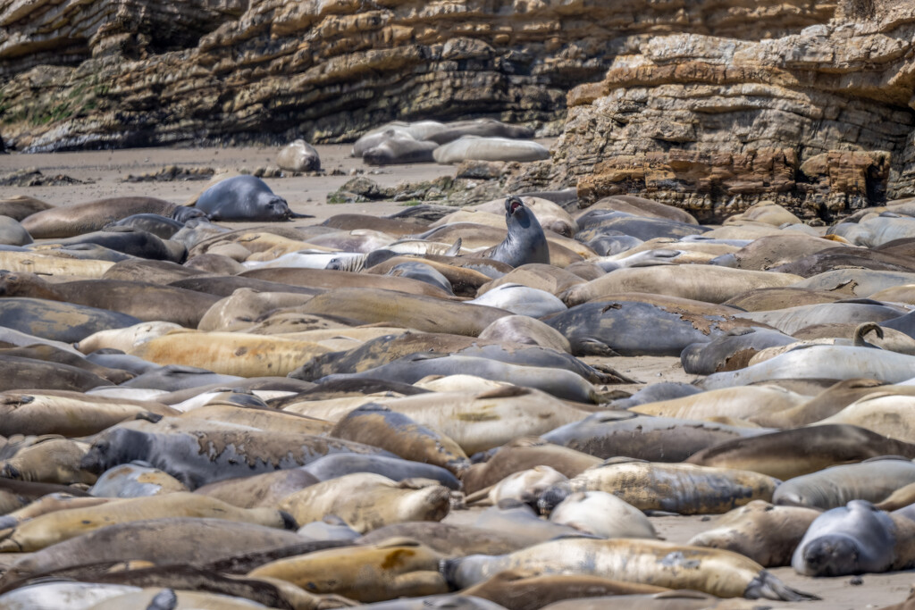 Ano Nuevo-molting Elephant Seals by nicoleweg