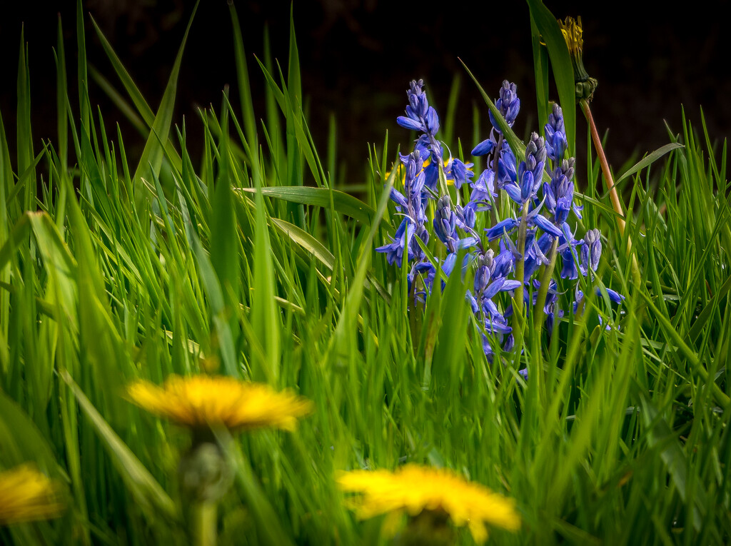 Bluebells by cdcook48
