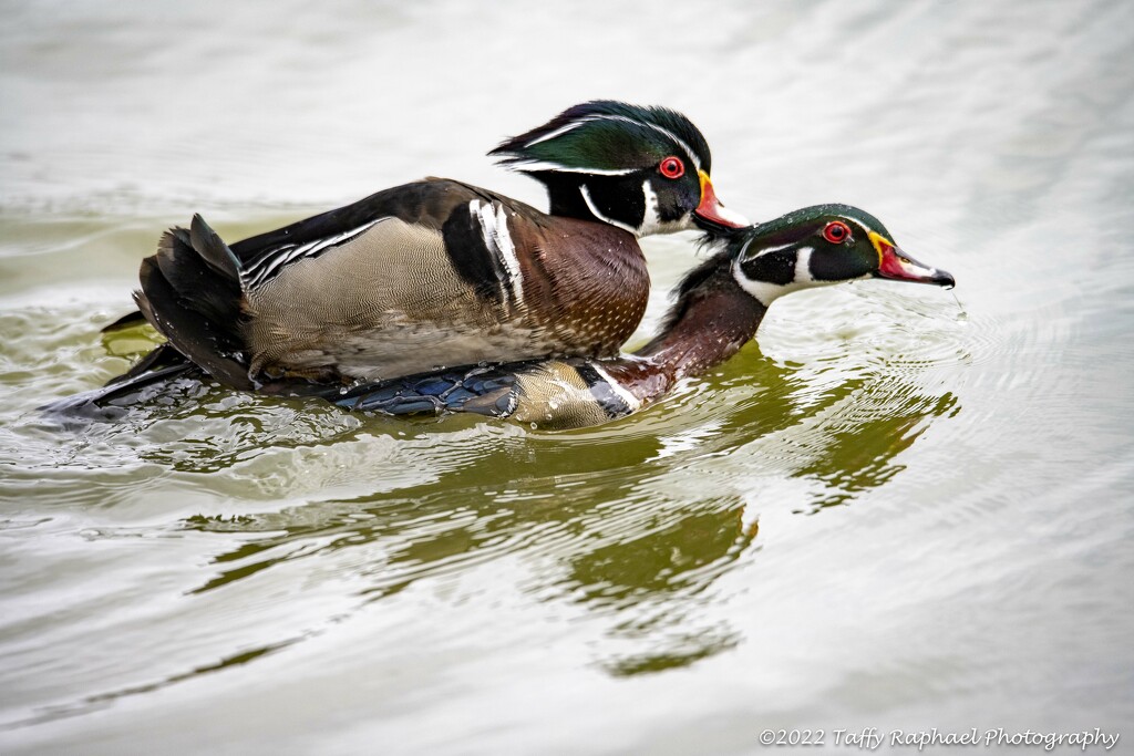 Wood Ducks Engaged in...Something by taffy