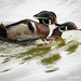 Wood Ducks Engaged in...Something by taffy