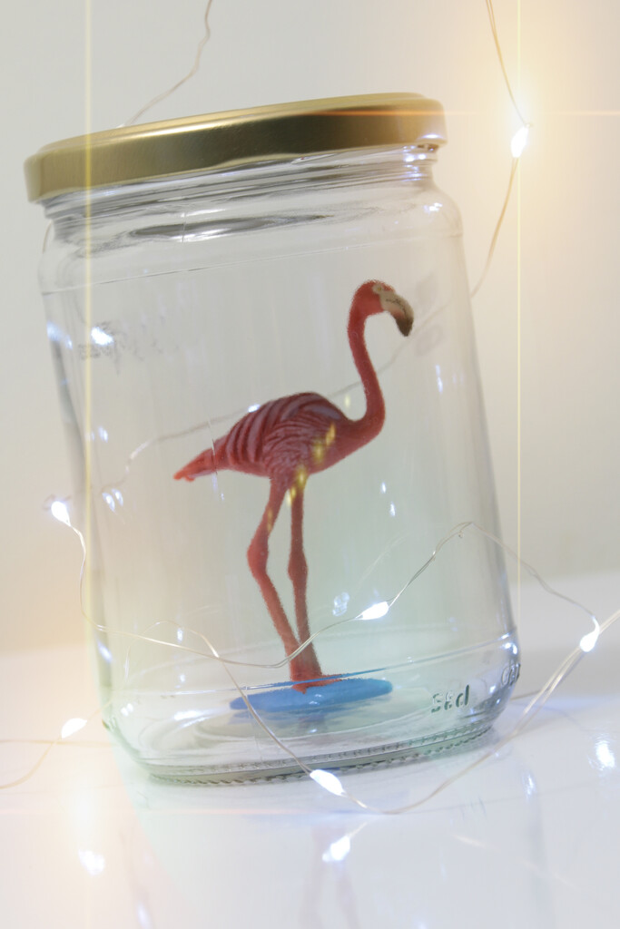 flamingo in a jar by summerfield