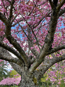 27th Apr 2022 - ~Cherry Blossoms~