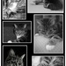 Five Years of The Lodger Cat!! by 30pics4jackiesdiamond