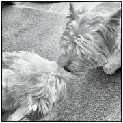 28th Apr 2022 - Nose to Nose