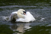 28th Apr 2022 - SWANLY VERSION OF A WATER CROWN