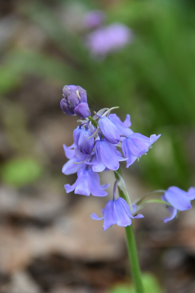 It's all about bluebells today by 365anne