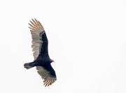28th Apr 2022 - Vulture