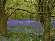 28th Apr 2022 - Bluebell Woods