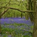 Bluebell Woods by orchid99