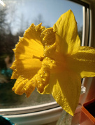 28th Apr 2022 - Daffodil