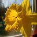 Daffodil by revken70
